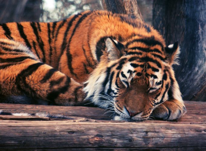 Wallpaper Tiger, cute animals, funny, Animals 874181140